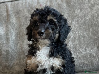 Cavapoo dogs Beautiful Cavapoos’s - Advert 13