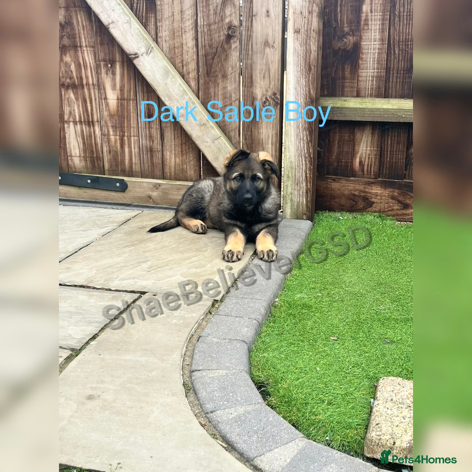 German Shepherd dogs KC Reg full health tested gorgeous pups ❤️ - Advert 3