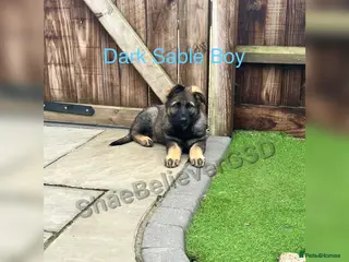 German Shepherd dogs KC Reg full health tested gorgeous pups ❤️ - Advert 1