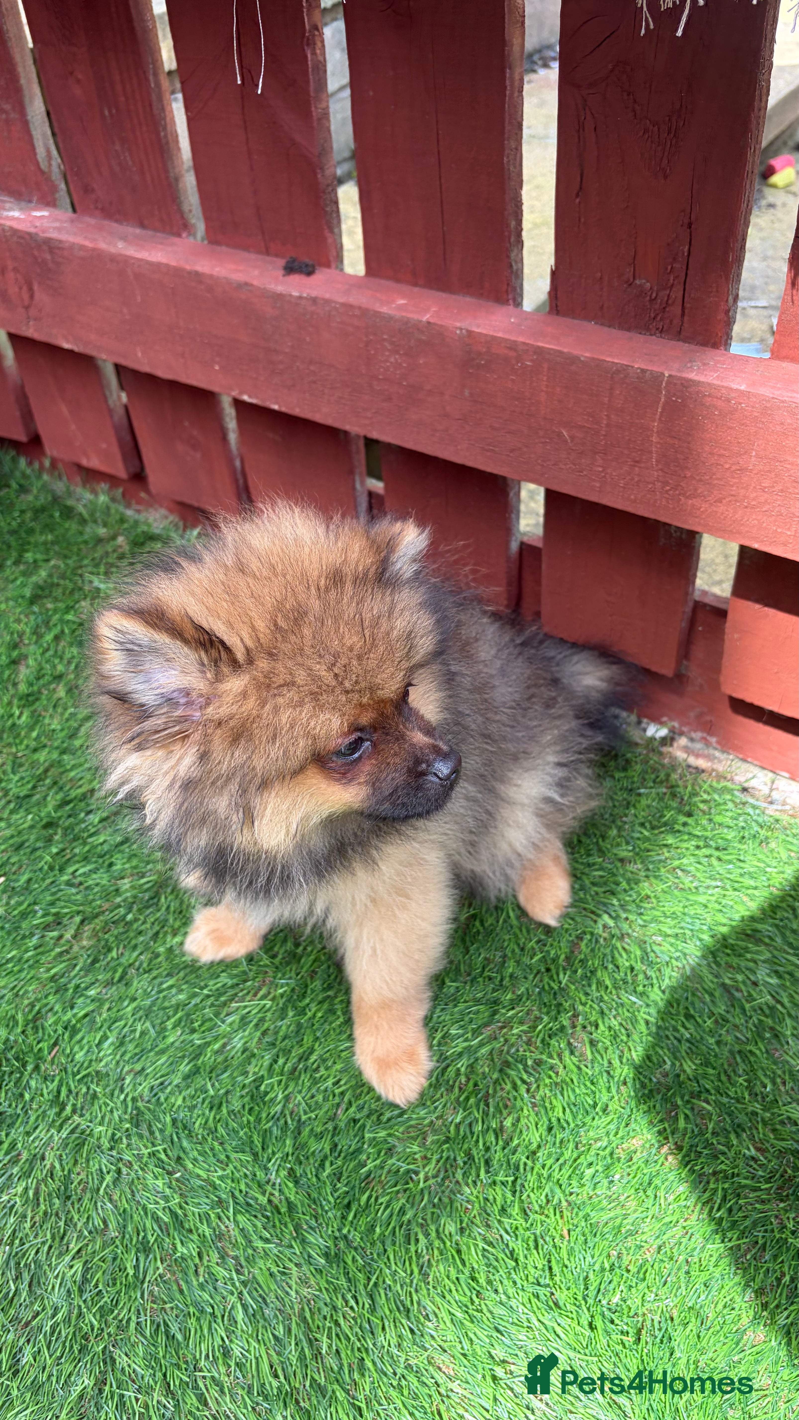 Pomeranian dogs 2 stunning male Pomeranian ready for new homes now - Advert 2