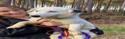 Mixed Breed dogs for adoption: Mica - Norwich Norfolk  in Norwich - Advert 5