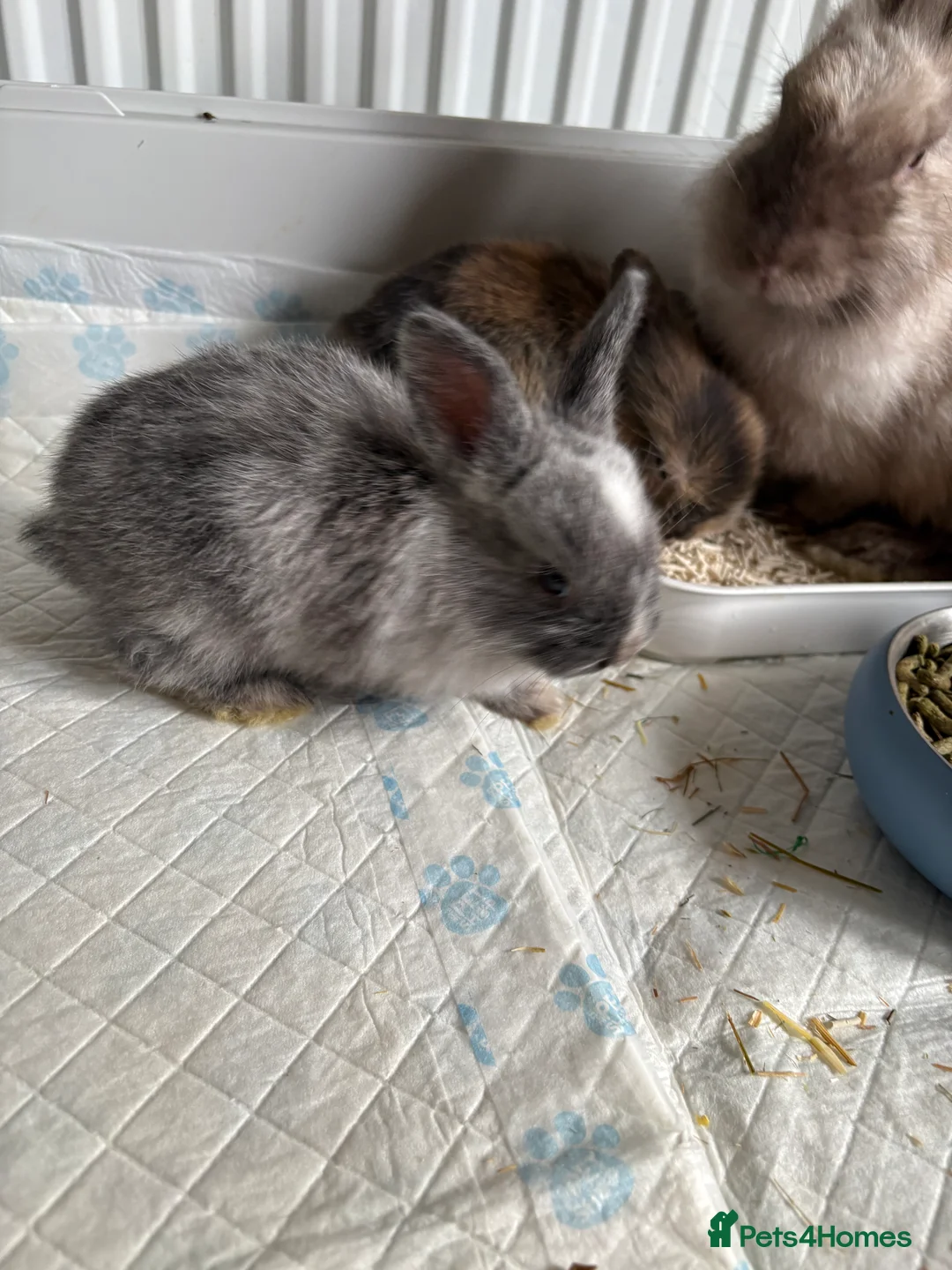 Lionhead rabbits for sale: Baby lion head rabbits  - Advert 3