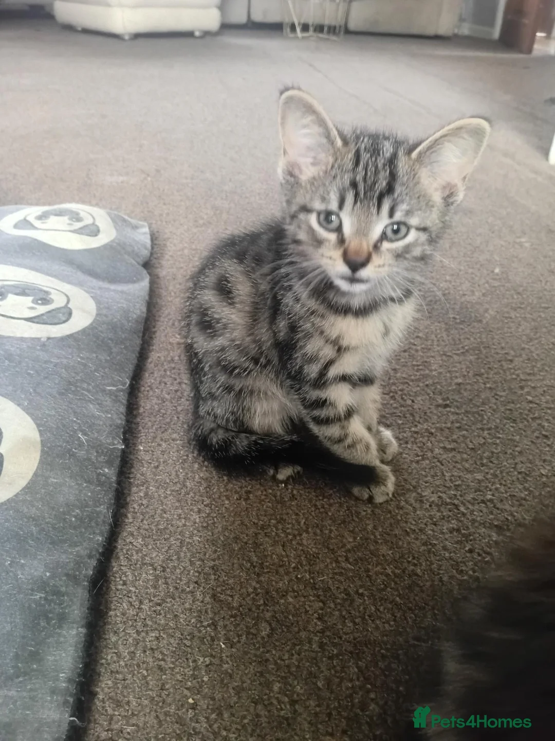 Domestic Shorthair cats for sale: 2 female 2 male kittens ready for their new home  - Advert 2