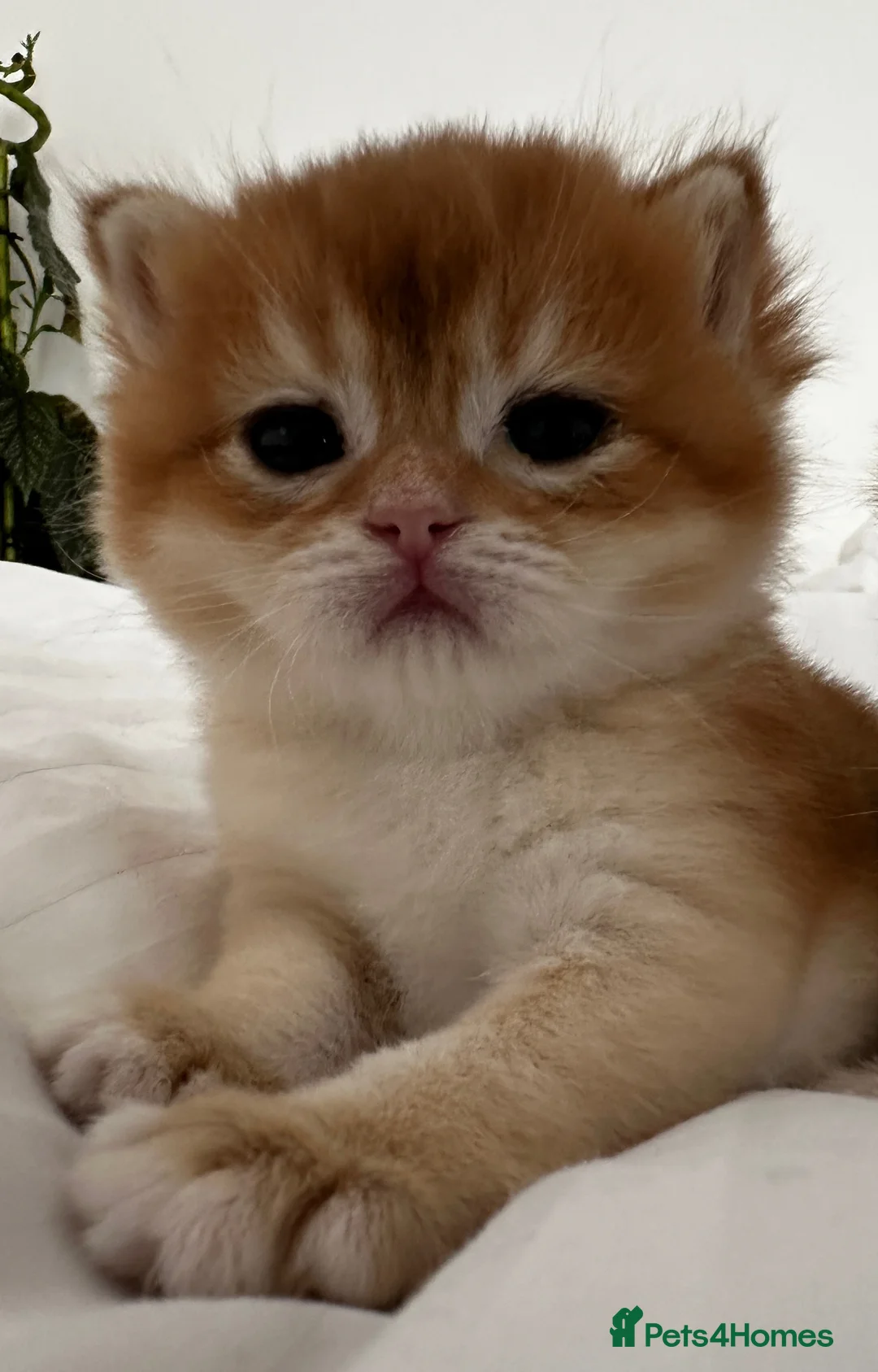 British Shorthair cats for sale: Amazing blue-golden & black golden BSH chinchillas - Advert 2