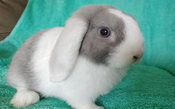 Mini Lop rabbits for sale: Baby mini lop for sale  - Image 3