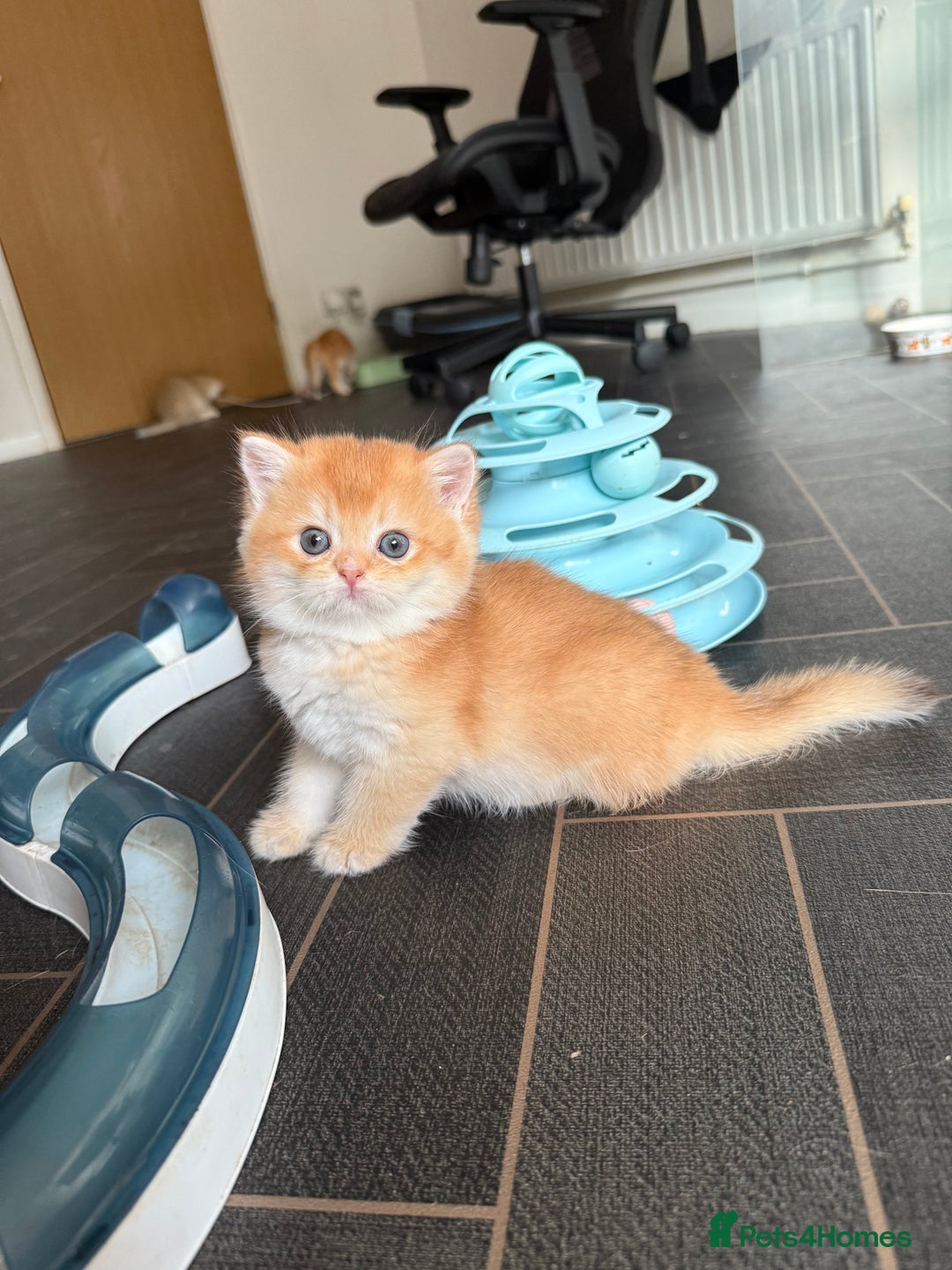 British Shorthair cats for sale: GCCFreg BSH & BLH Chocolate & Black Golden Kittens - Advert 37