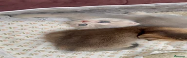Male Scottish Fold Kitten
