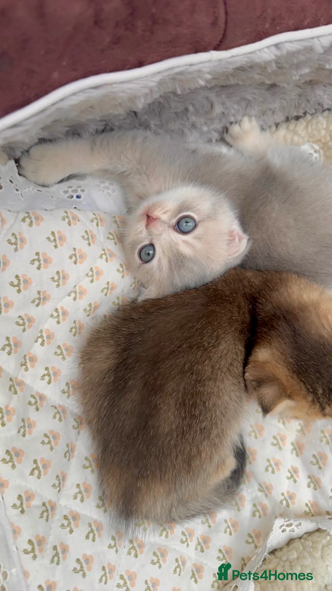 Scottish Fold cats for sale: Adorable Scottish Fold Kittens (M Blue, F Golden) - Advert 11