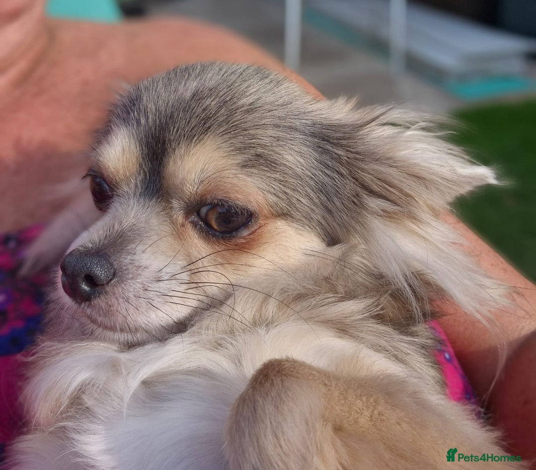 Chihuahua dogs for sale: Beautiful fluffy chihuahua puppies  - Advert 2