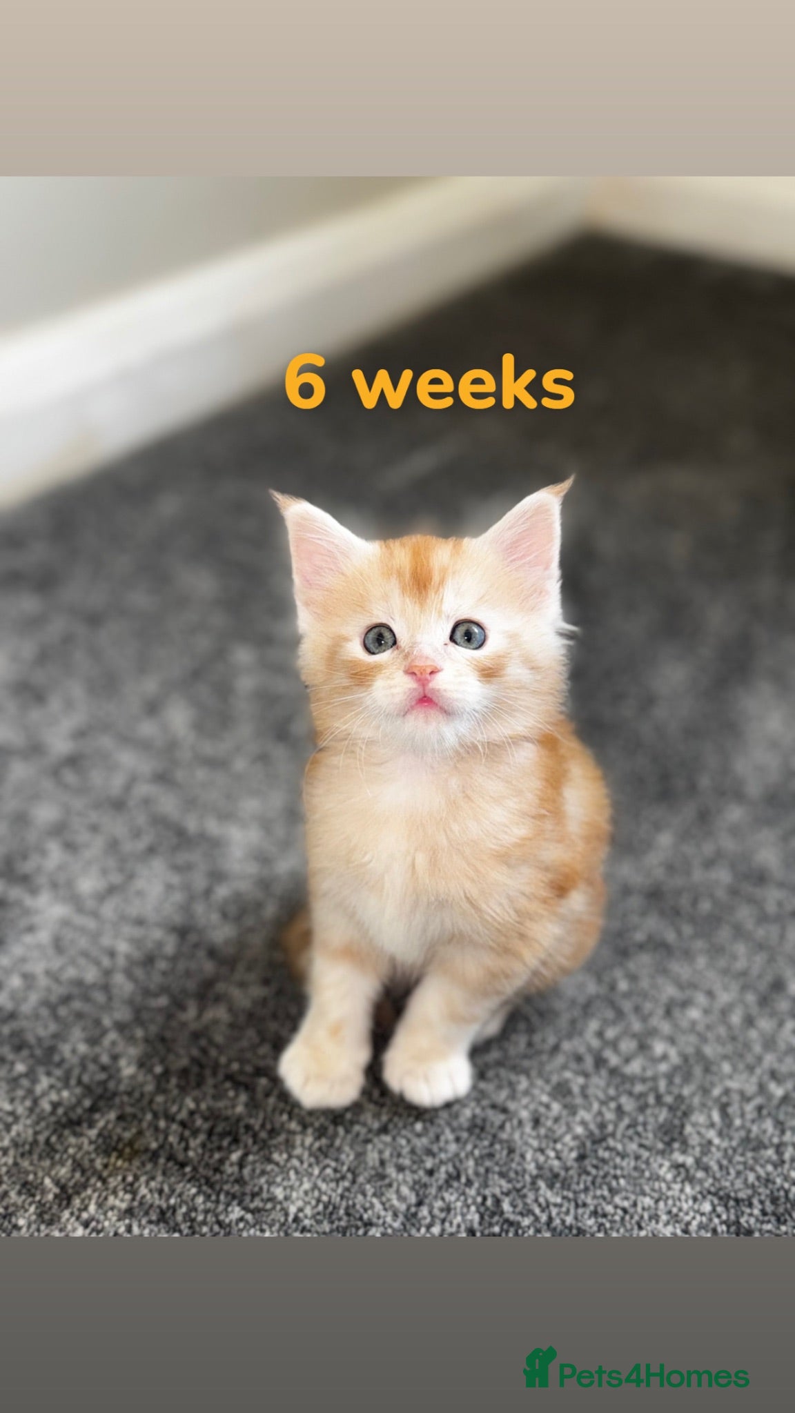 Maine Coon cats Adorable MALE maine coon Ginger  - Advert 18