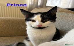 Mixed Breed cats for sale: Lovely cats for rehoming - Image 3
