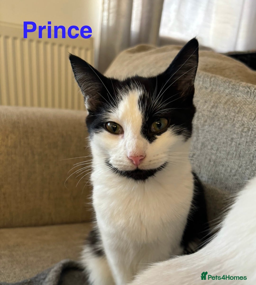 Mixed Breed cats for sale: Lovely cats for rehoming - Image 3