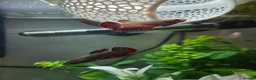 Bettas fish for sale: 5 Female Juvinile Bettas - Advert 8