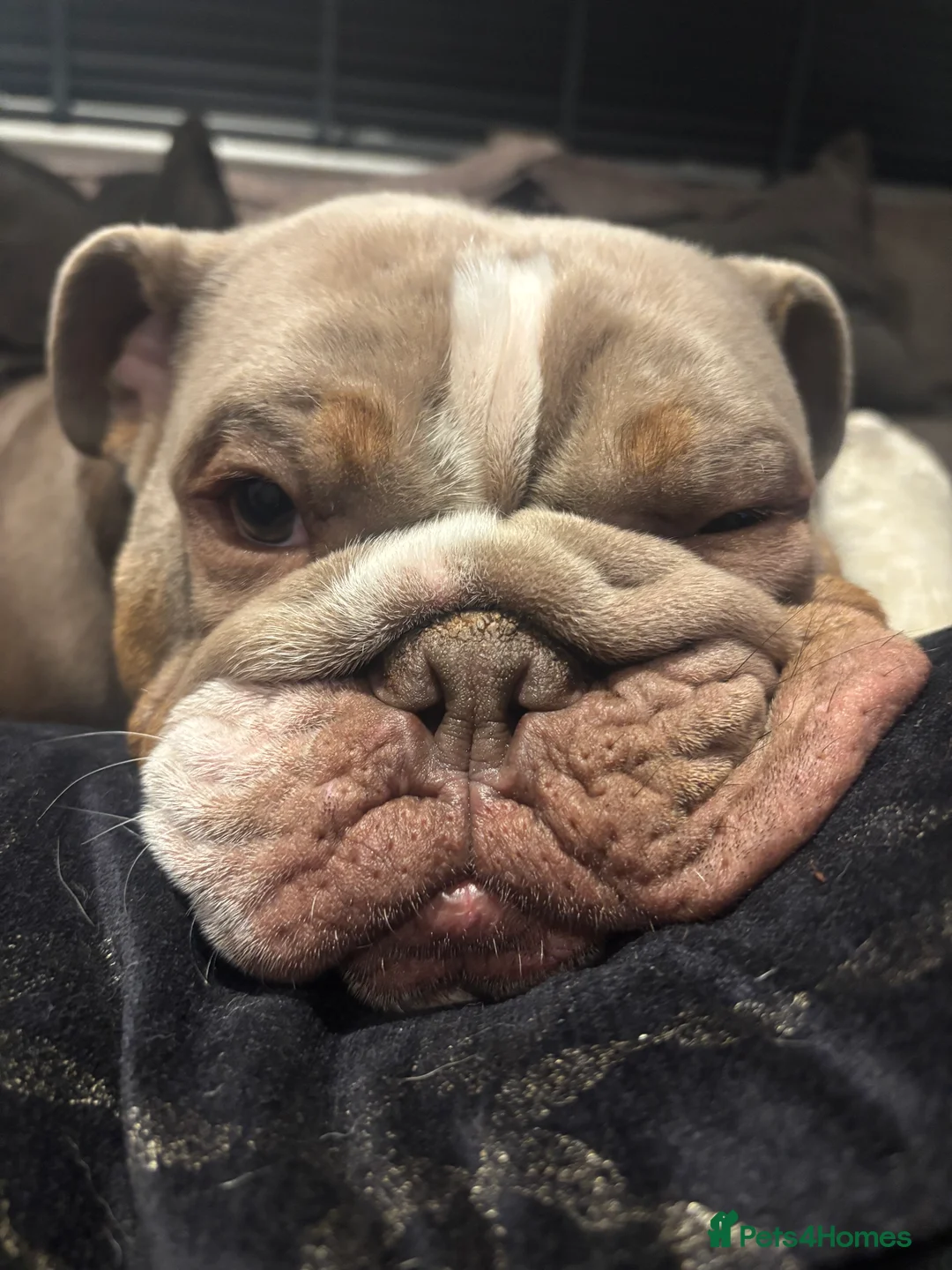 English Bulldog dogs for sale: Kc reg-Lilac and tan 2year old English Bulldog - Advert 2