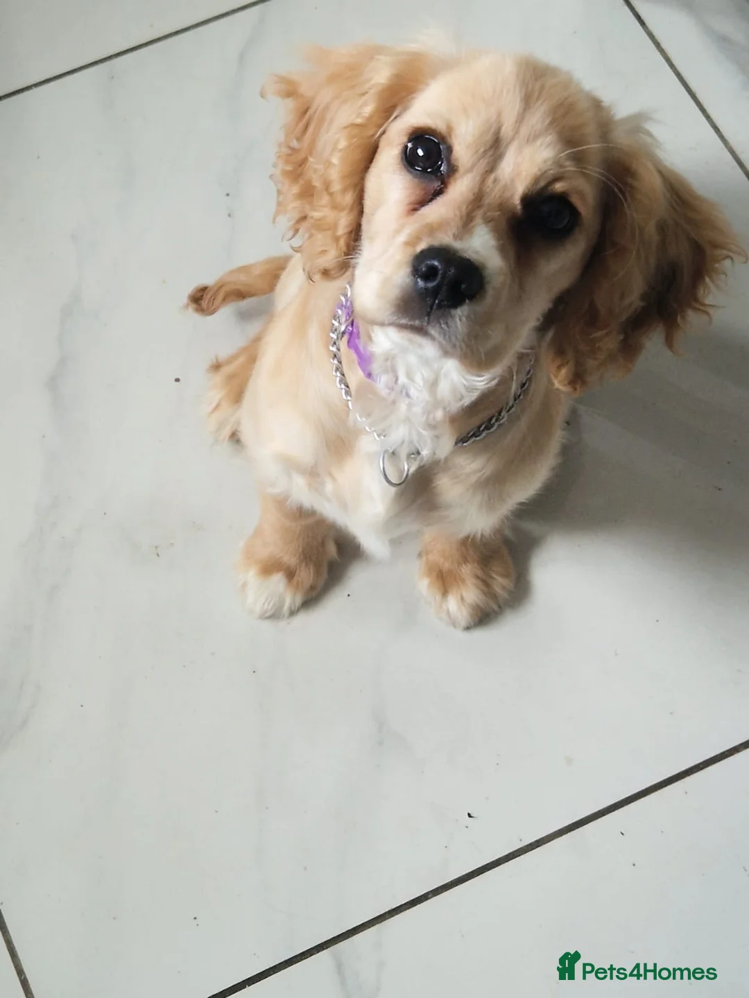 Cockalier dogs for adoption: Lovely natured girl - Advert 2