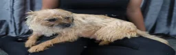 Border Terrier dogs for sale: Border terrier puppies for sale in Ashford - Advert 10