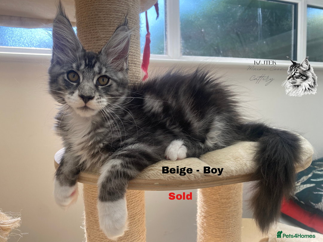 Maine Coon cats for sale: Russian lane fluffy XXL Maine Coons - Image 8