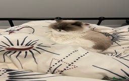 Ragdoll cats for sale: Brother Sister Ragdolls for Rehoming  - Image 20