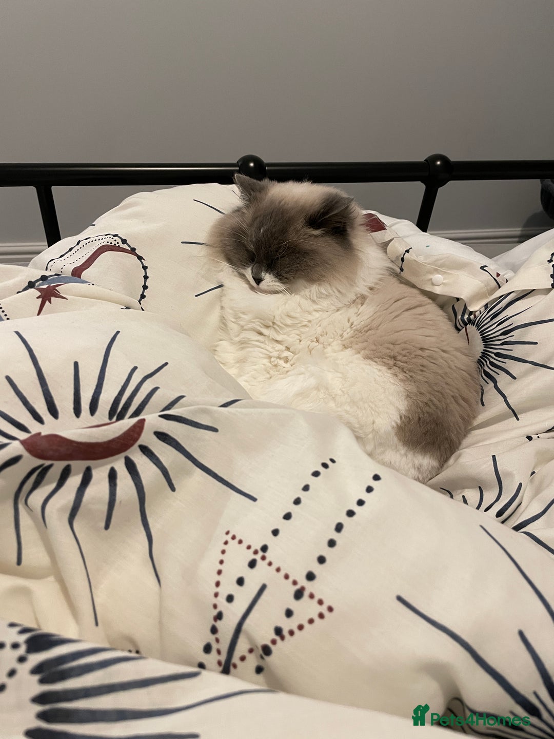 Ragdoll cats for sale: Brother Sister Ragdolls for Rehoming  - Image 20