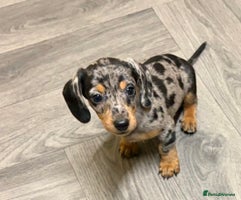 Miniature Dachshund dogs - Advert 3