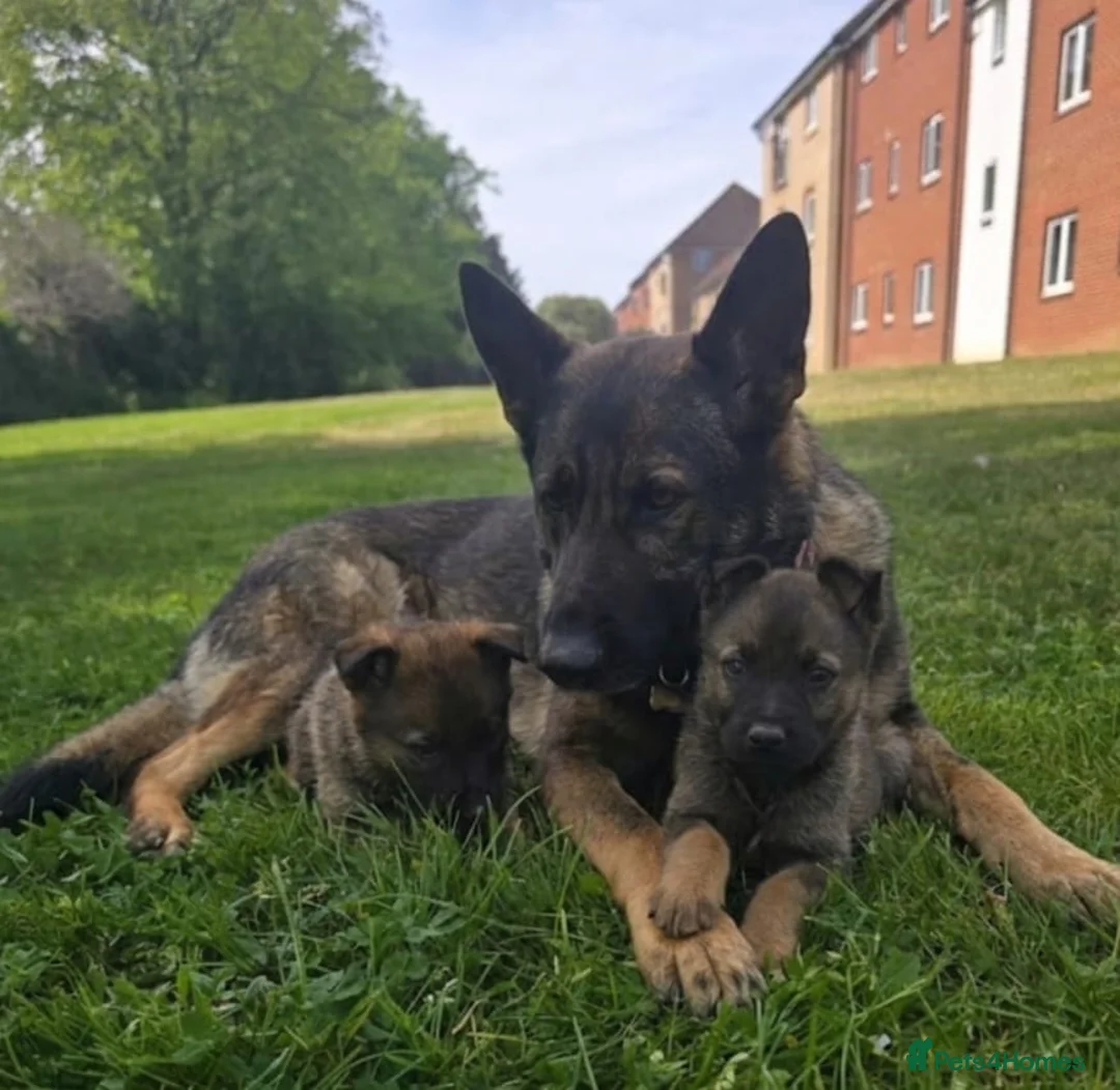 German Shepherd dogs for sale: German shepherd puppies  in Romford - Advert 2
