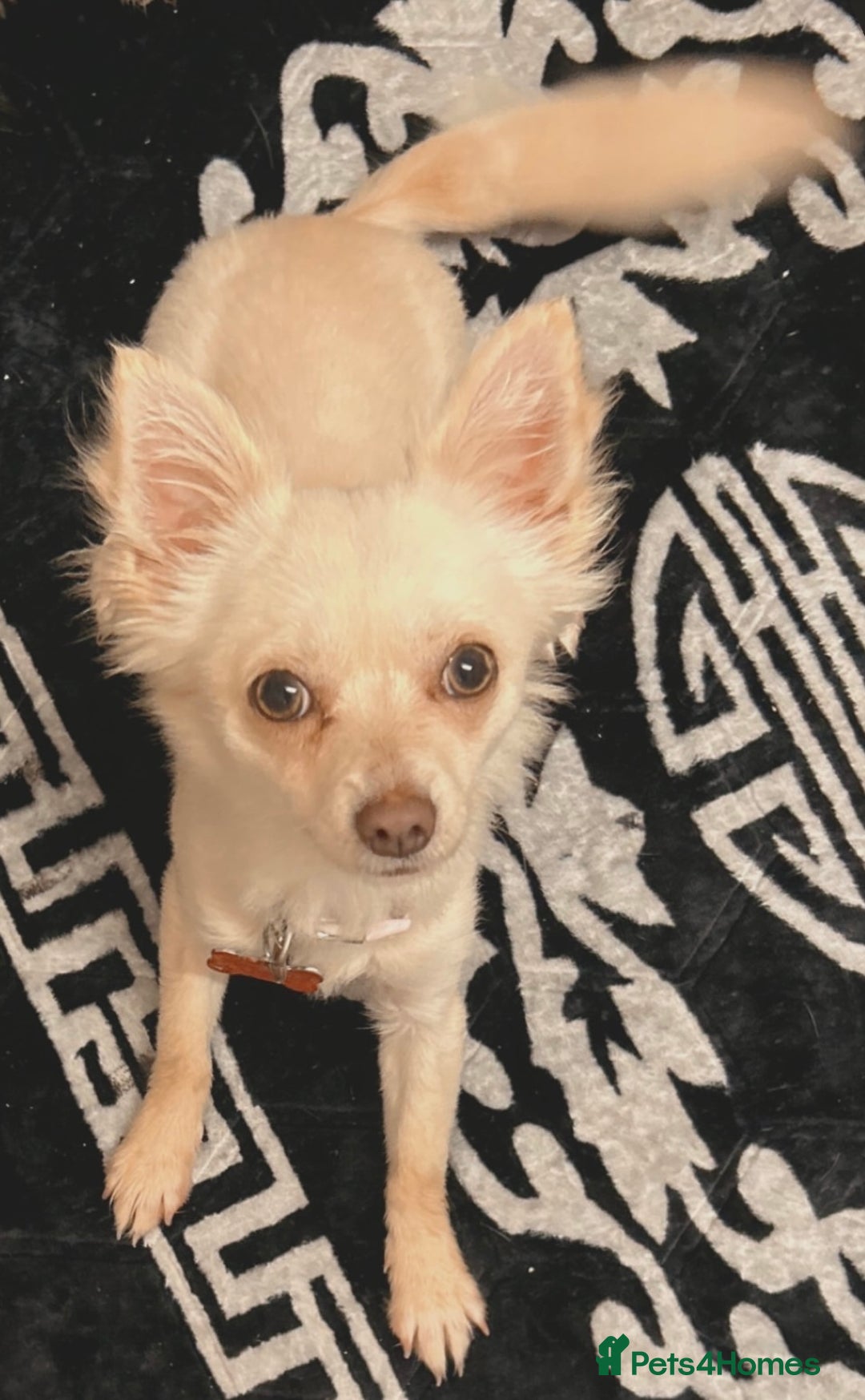 Chihuahua dogs for sale: Chihuahua For Sale - Advert 1