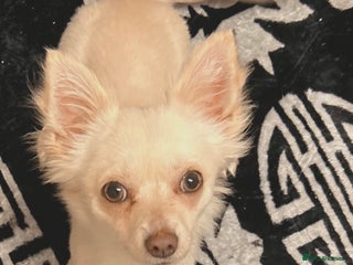 Chihuahua dogs Chihuahua For Sale - Advert 1