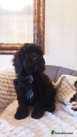 Cockapoo dogs - Advert 4