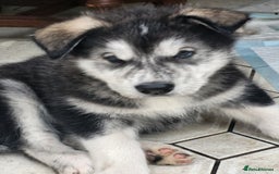 Mixed Breed dogs for sale: Alaskan Malamute puppies for sale - Image 2