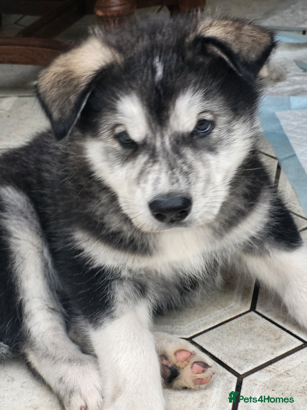 Mixed Breed dogs for sale: Alaskan Malamute puppies for sale - Image 2