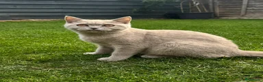 British Shorthair 1