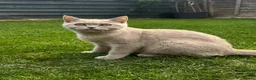 British Shorthair cats for sale: Lilac BSH boy and girl  - Advert 5
