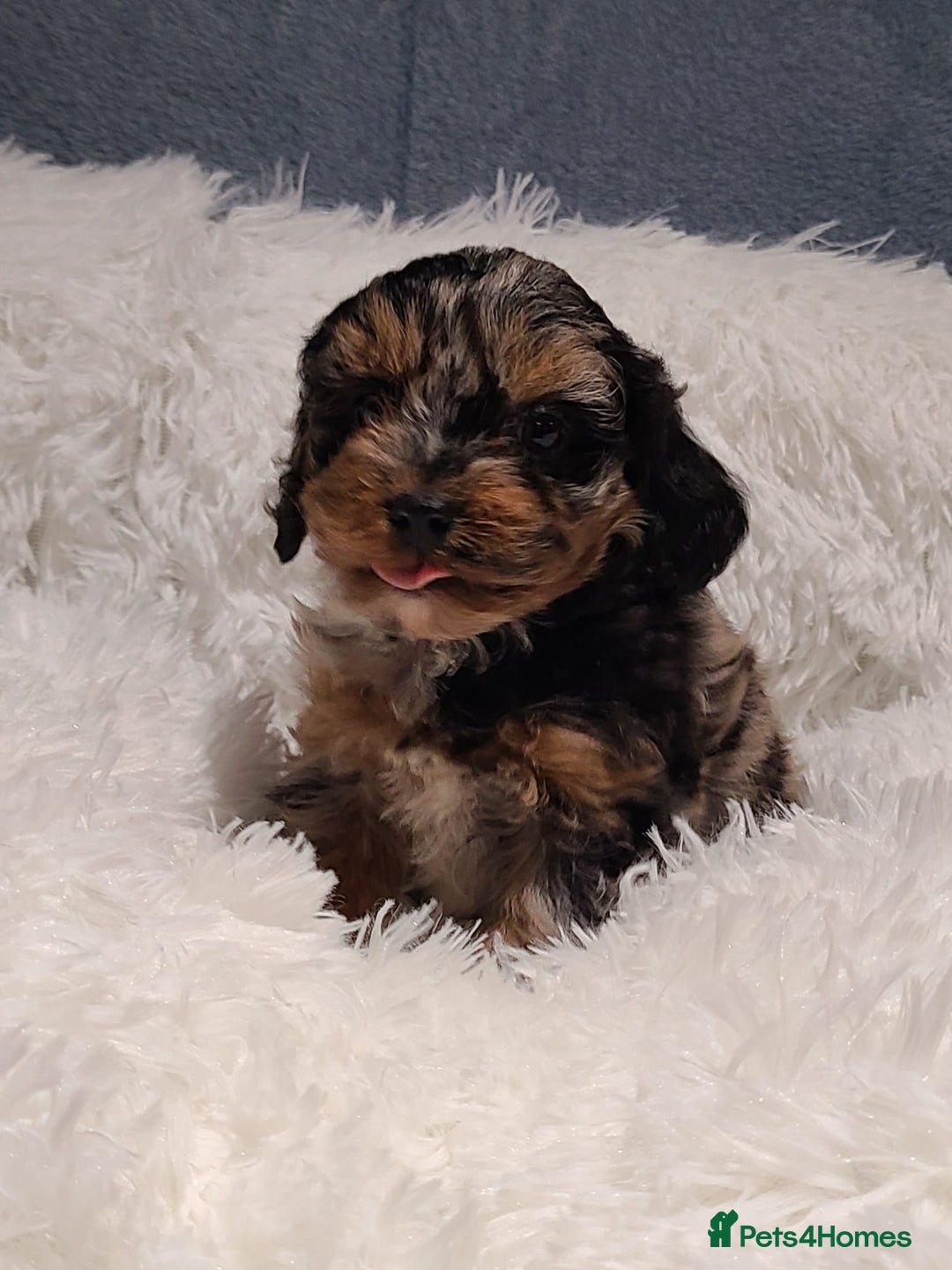 Cavapoo dogs for sale: Stunning Toy Cavapoo Puppies DNA Tested Parents - Advert 5