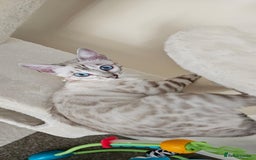 Bengal cats for sale: Tica snow bengal - Image 1