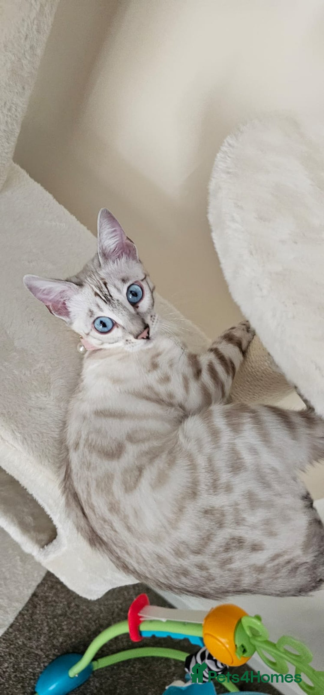 Bengal cats for sale: Tica snow bengal - Image 1