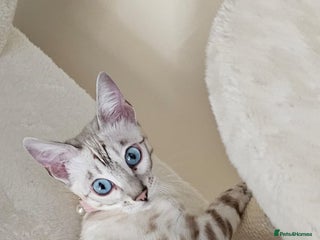 Bengal cats - Advert 4