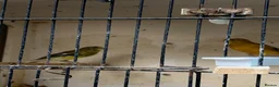 Canaries birds for sale: Raza canary - Advert 2