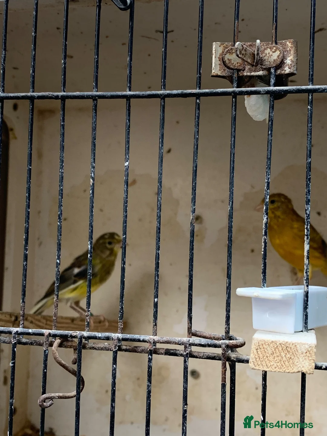 Canaries birds for sale: Raza canary - Advert 2