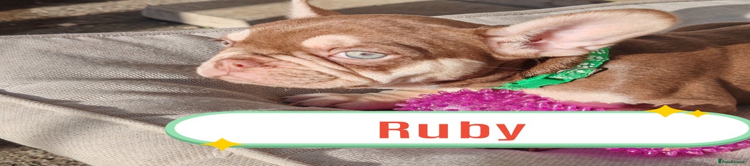 French Bulldog Puppy 5