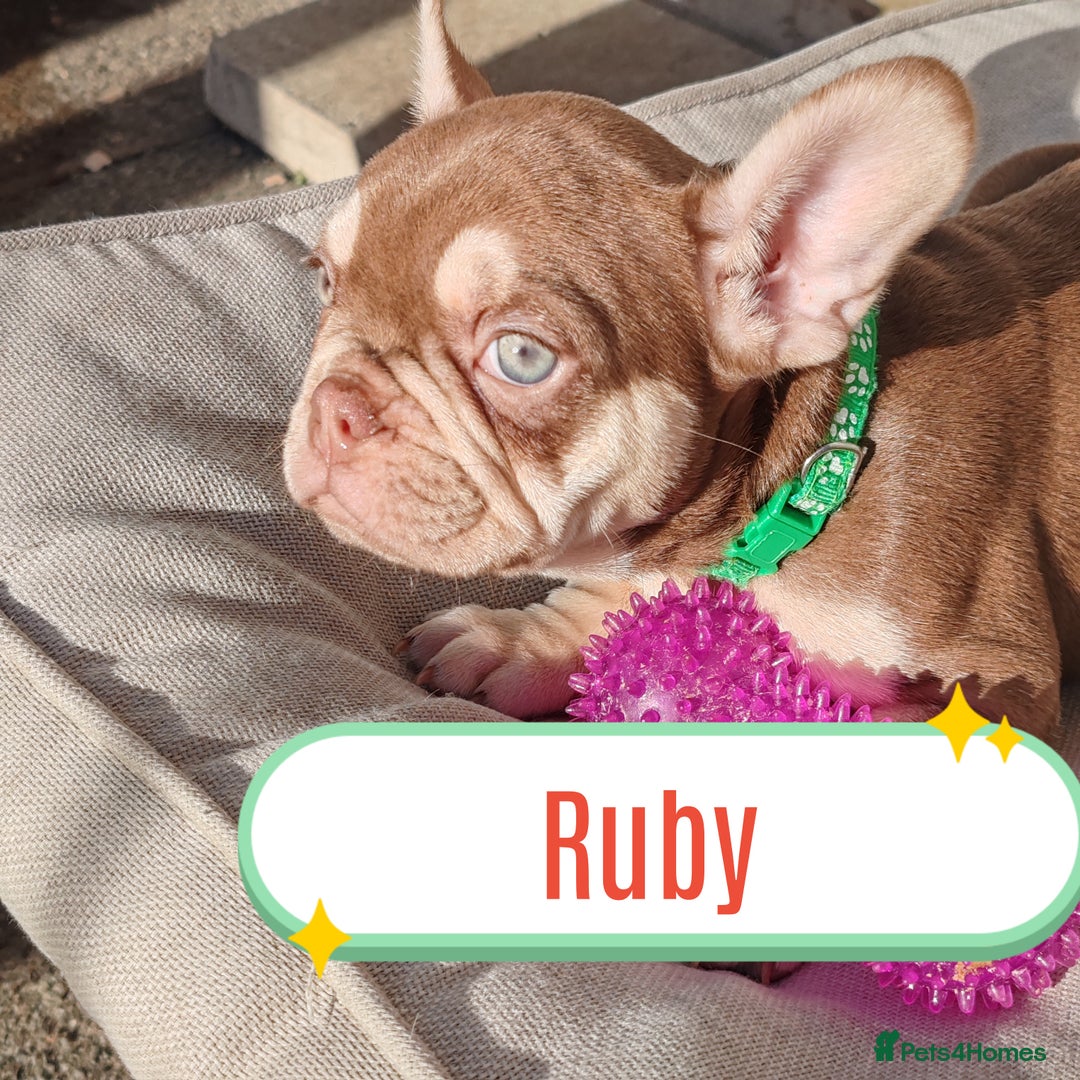 French Bulldog dogs for sale: French bulldog bitches - Image 1