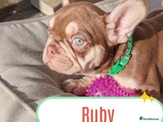 French Bulldog dogs for sale - Advert 1