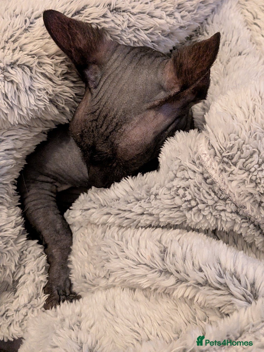 Sphynx cats for sale: Sphynx female 10 months old - Advert 2