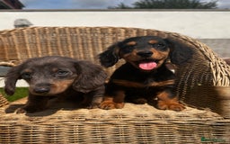 Miniature Dachshund dogs for sale: READY NOW 🤍MINIATURE LONG HAIR DACHSHUNDS  - Image 6