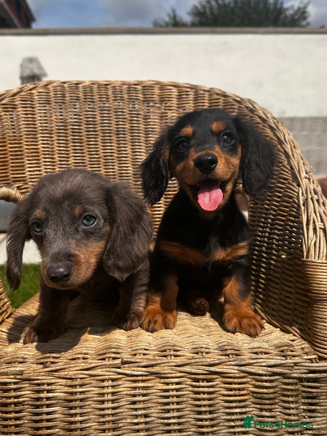 Miniature Dachshund dogs for sale: READY NOW 🤍MINIATURE LONG HAIR DACHSHUNDS  - Image 6