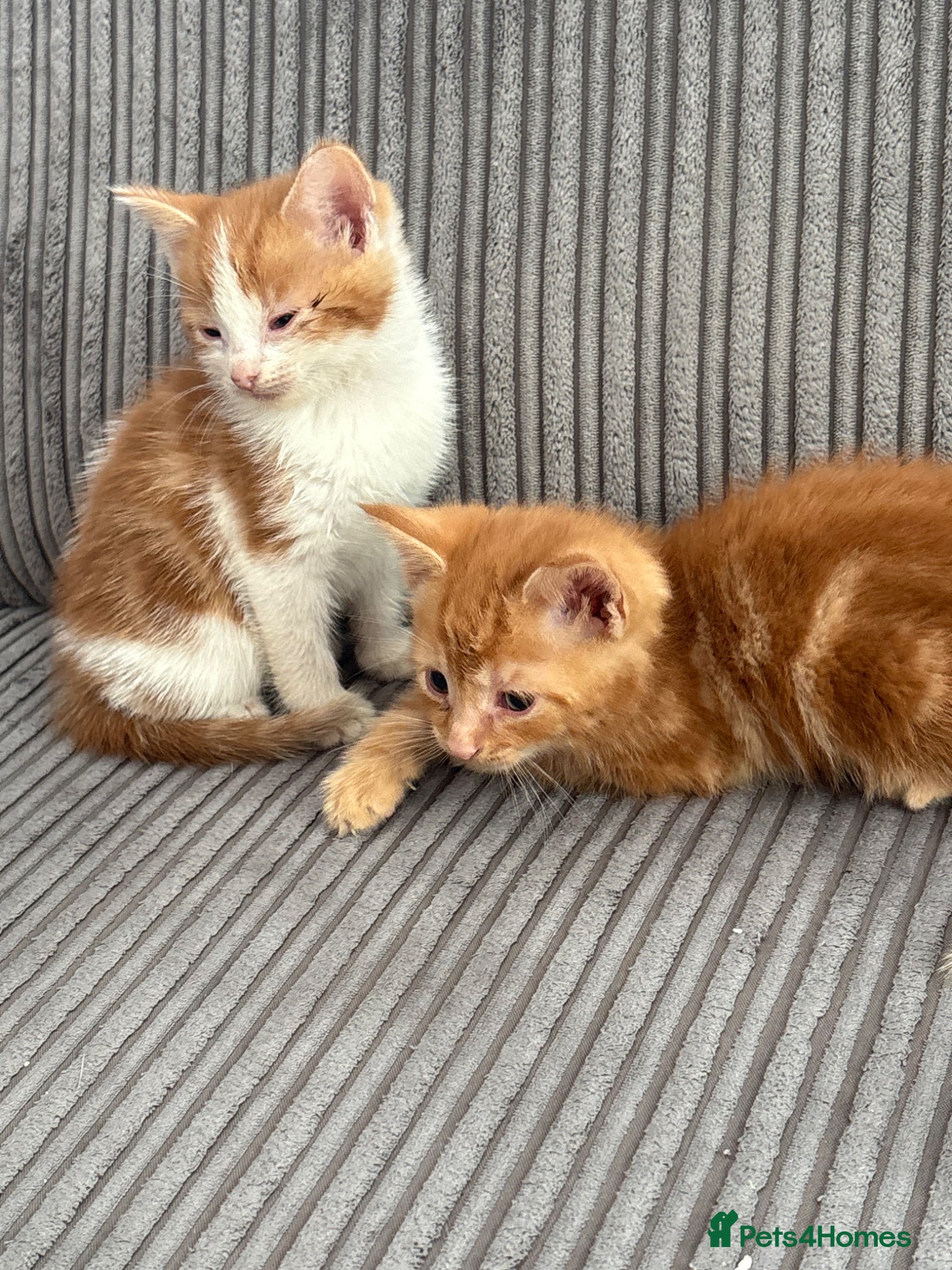British Shorthair cats Gorgeous ginger babies - Advert 2