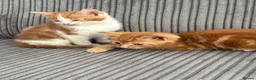 British Shorthair cats for sale: Gorgeous ginger babies in Swaffham - Advert 16