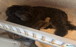 Toy Poodle dogs for sale: Tiny KC Toy Poodle Girl,Fully Vaccinated & Ready🐾 - Image 5