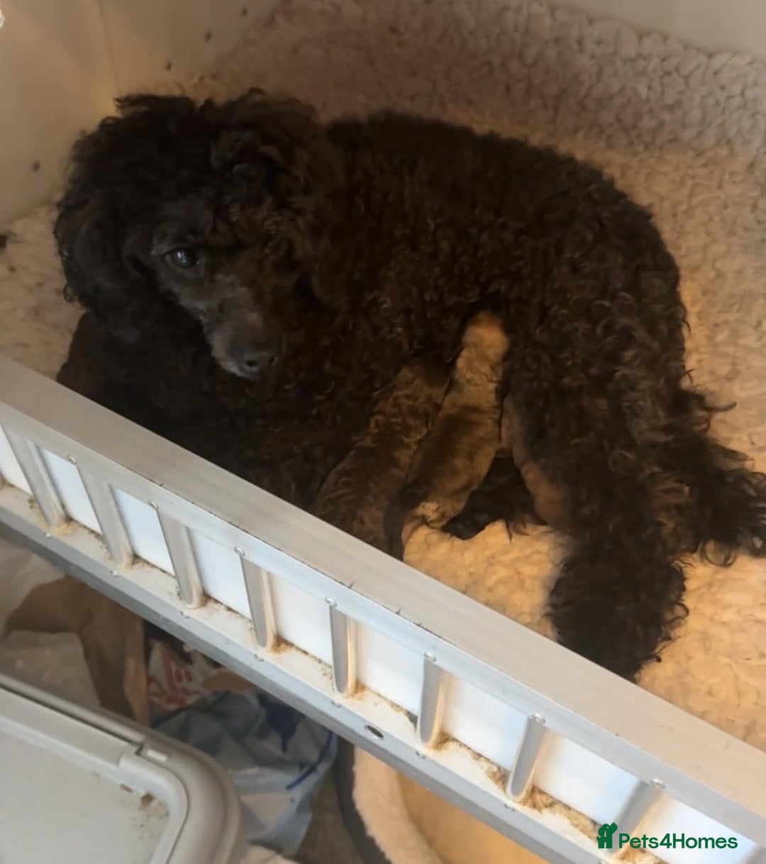 Toy Poodle dogs for sale: Tiny KC Toy Poodle Girl,Fully Vaccinated & Ready🐾 - Image 5