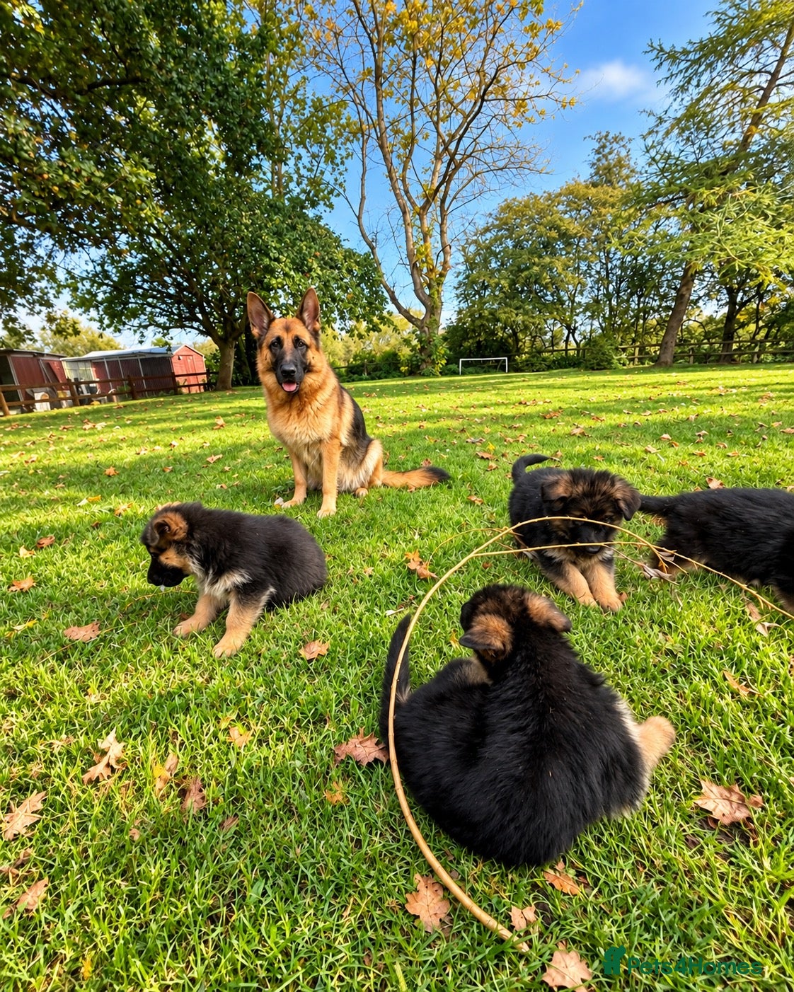 German Shepherd dogs World class German Shepherds - Advert 1