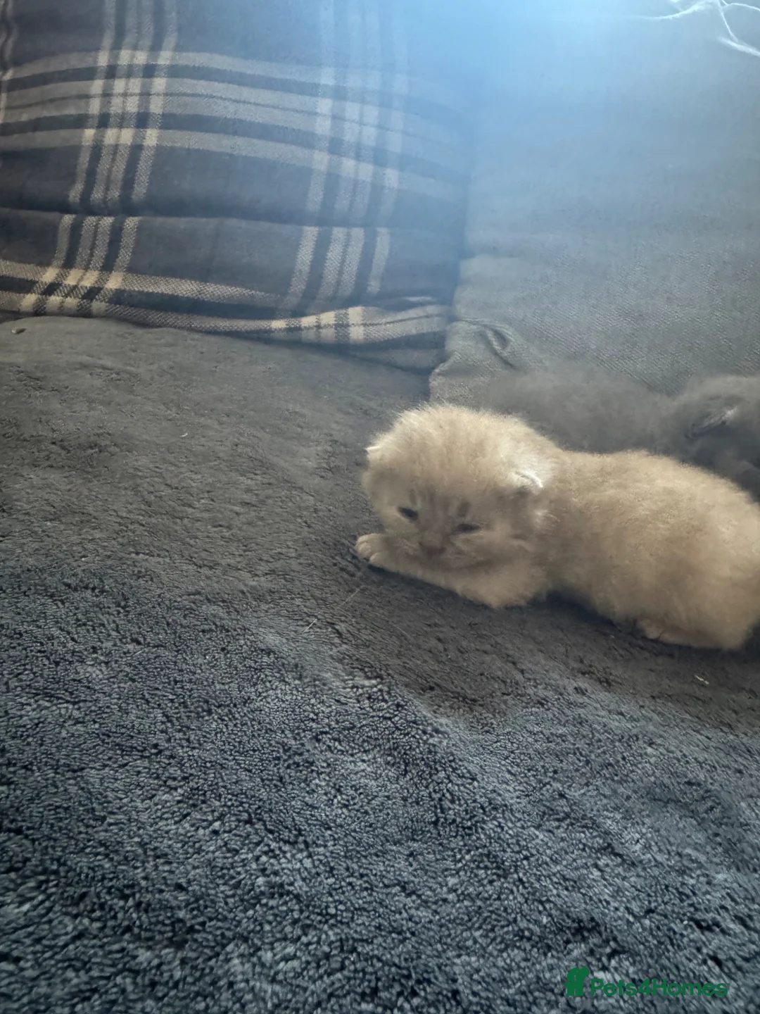 British Shorthair cats for sale: Kittens 🐈‍⬛  - Advert 6